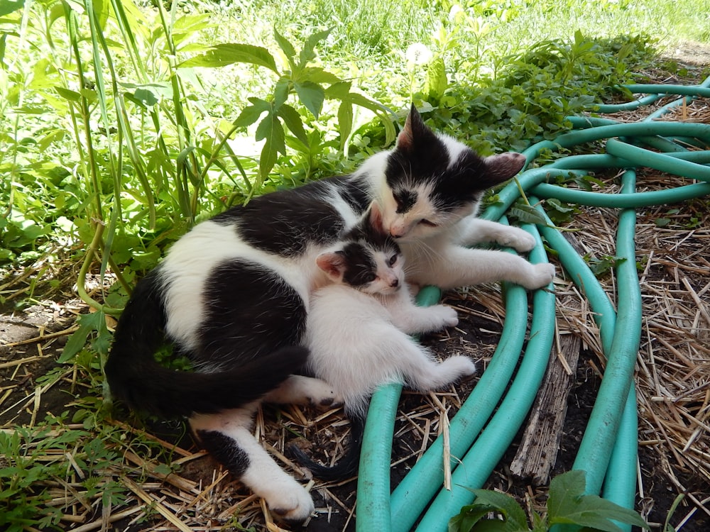 a black and white cat laying next to a blue hose