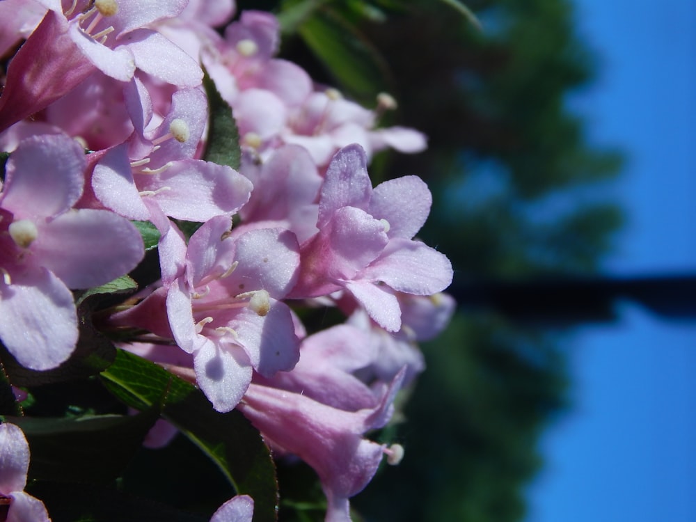 a close up of a bunch of pink flowers