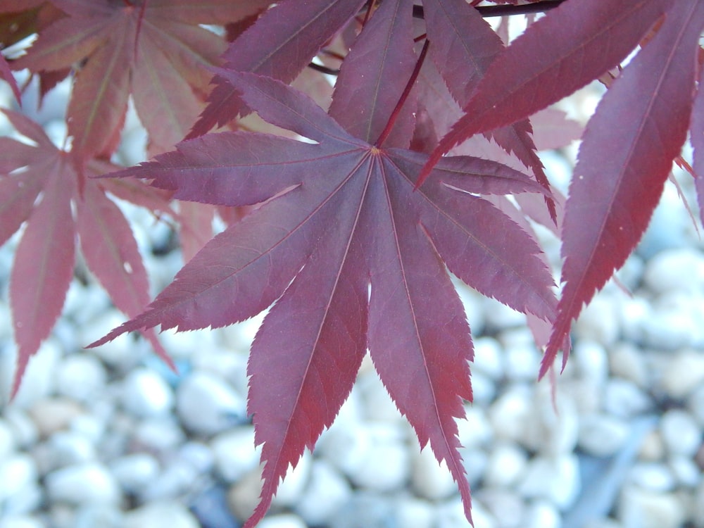 a close up of a leaf on a tree