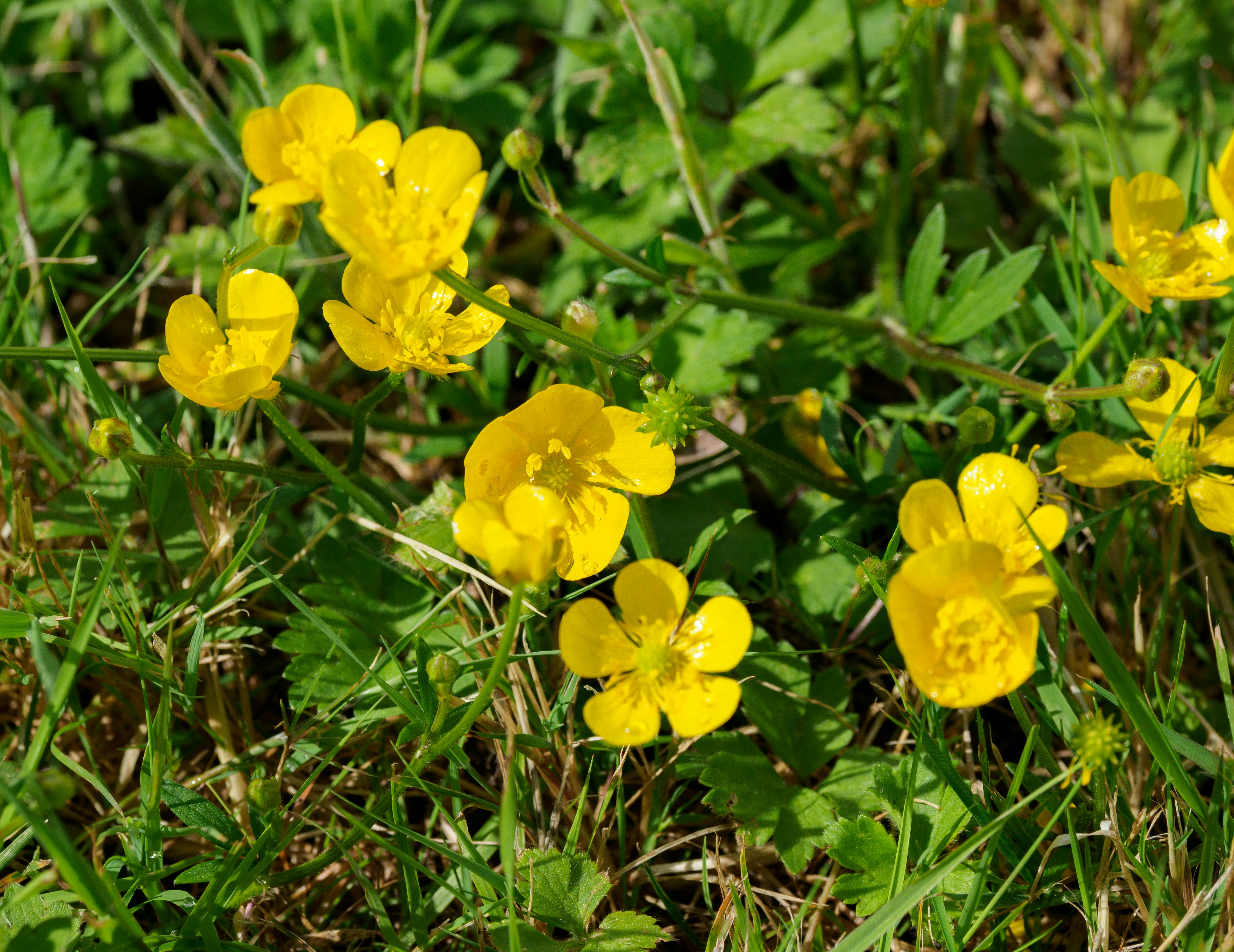 Photo by brett_jordan