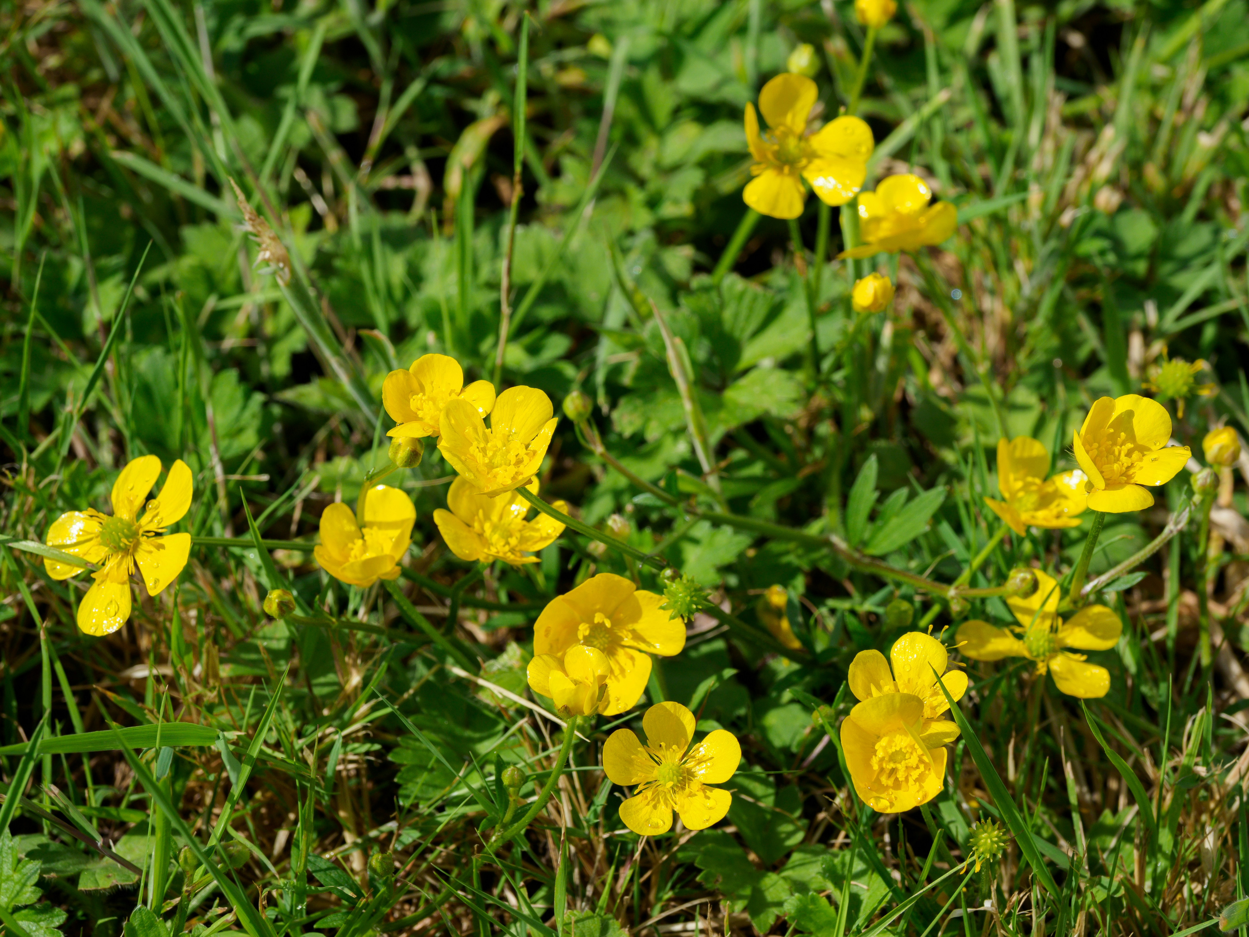 Photo by brett_jordan