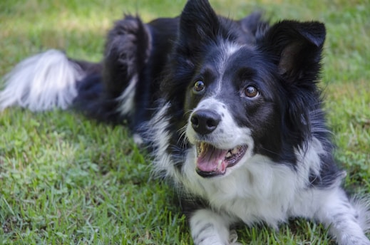 a black and white dog laying in the grass