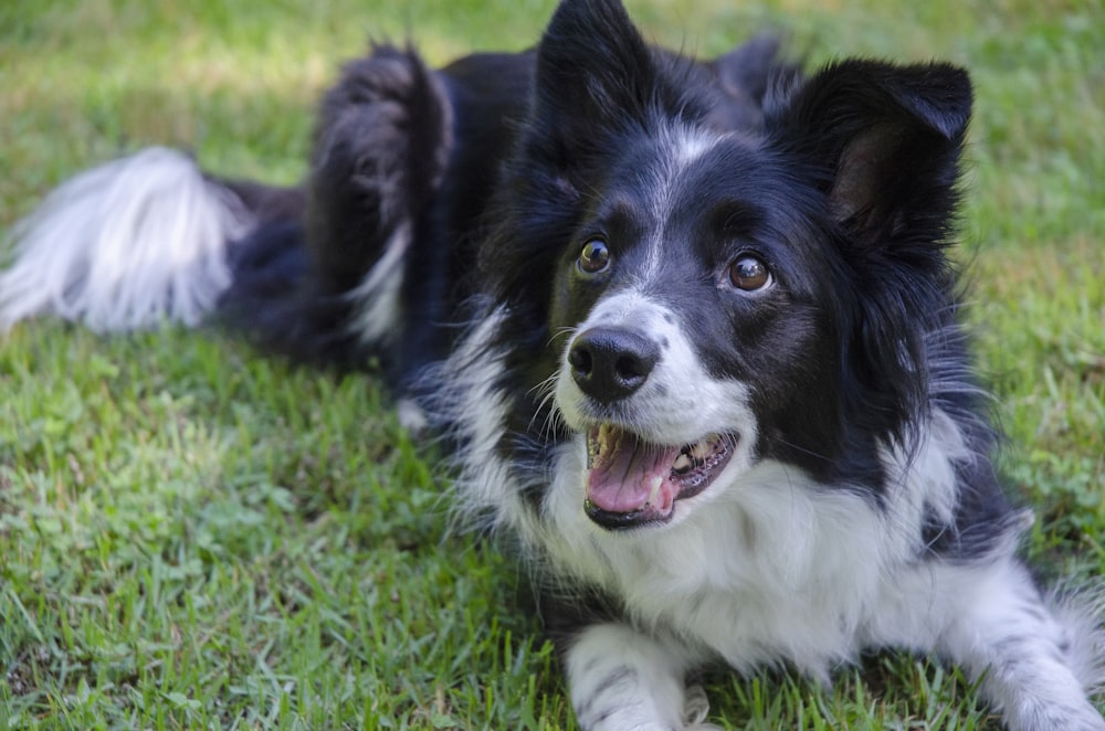 a black and white dog laying in the grass