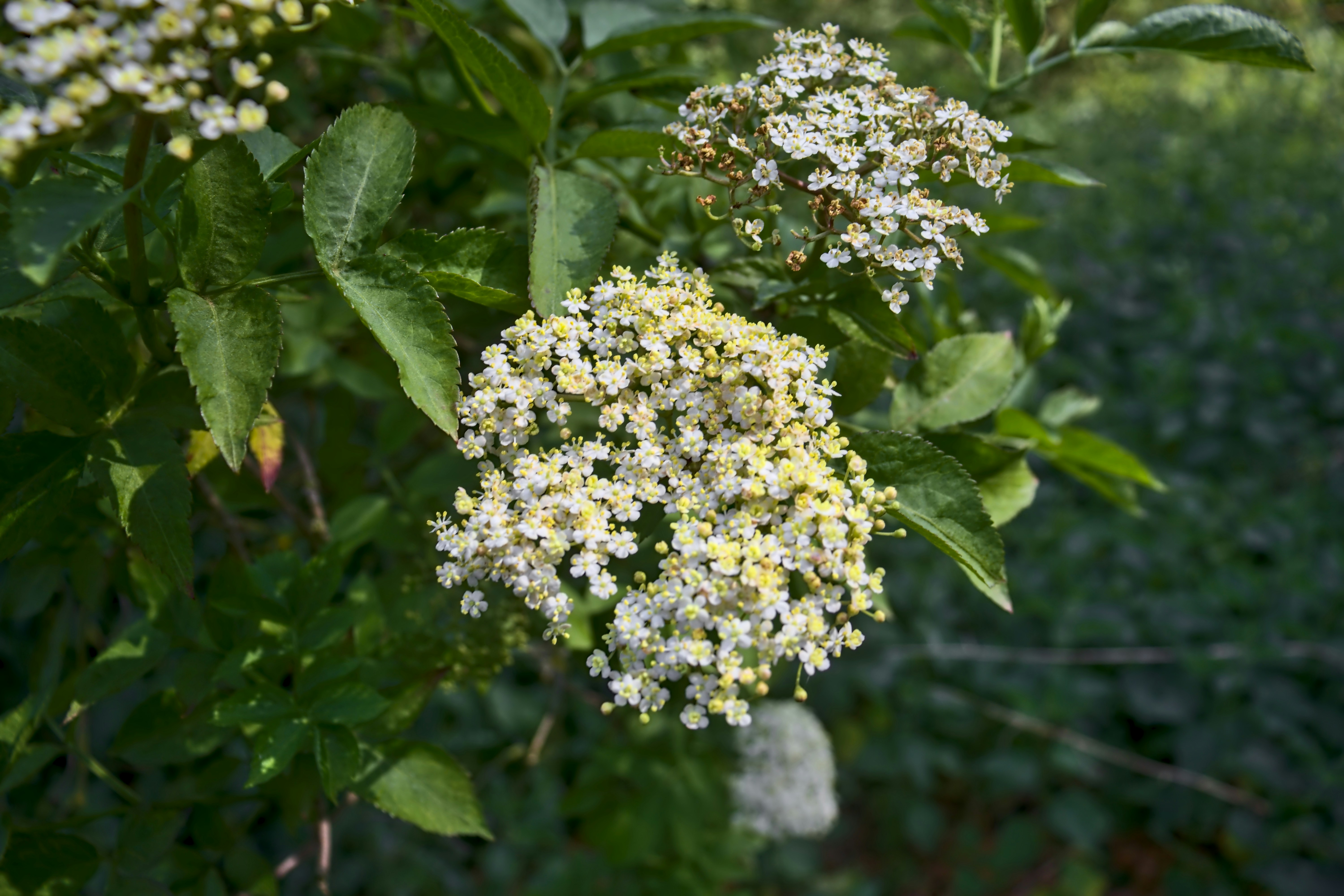 Photo by _asimrehman