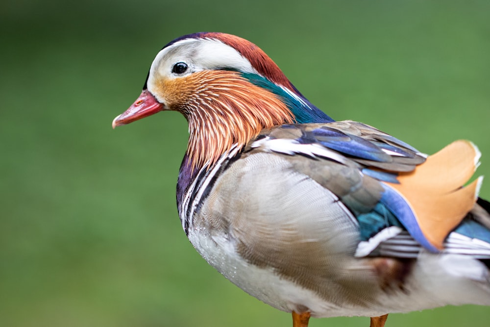 a close up of a bird with a green background