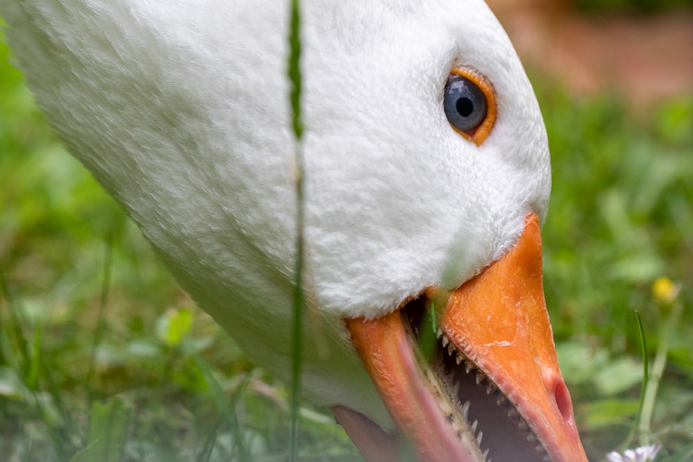 a close up of a duck with its mouth open