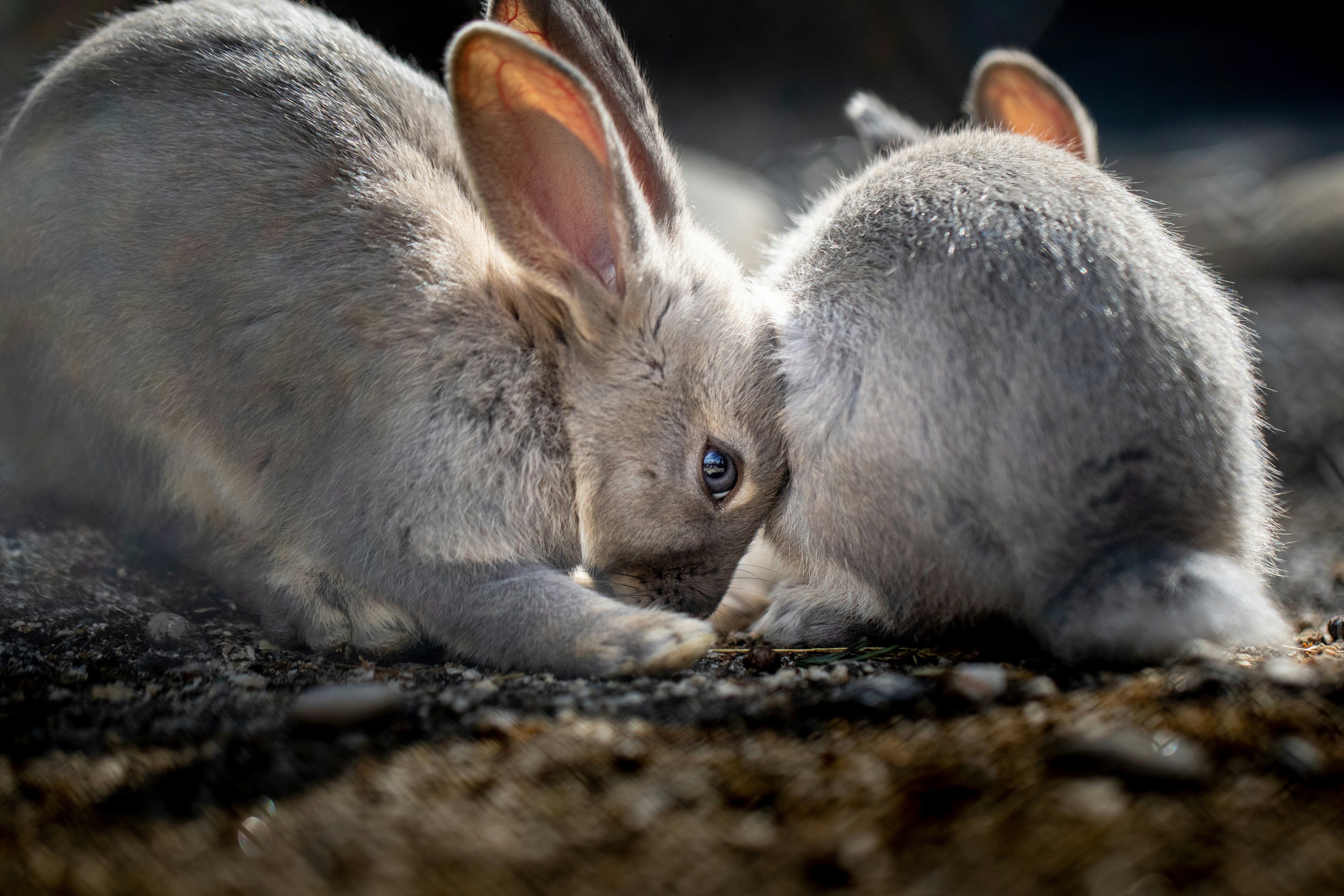 A couple of rabbits laying next to each other photo – Free Grey Image ...
