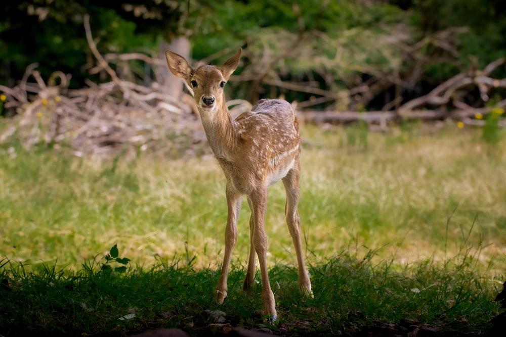 a young deer standing in a grassy field
