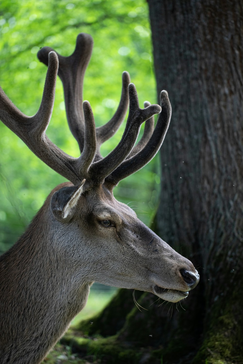 a close up of a deer near a tree