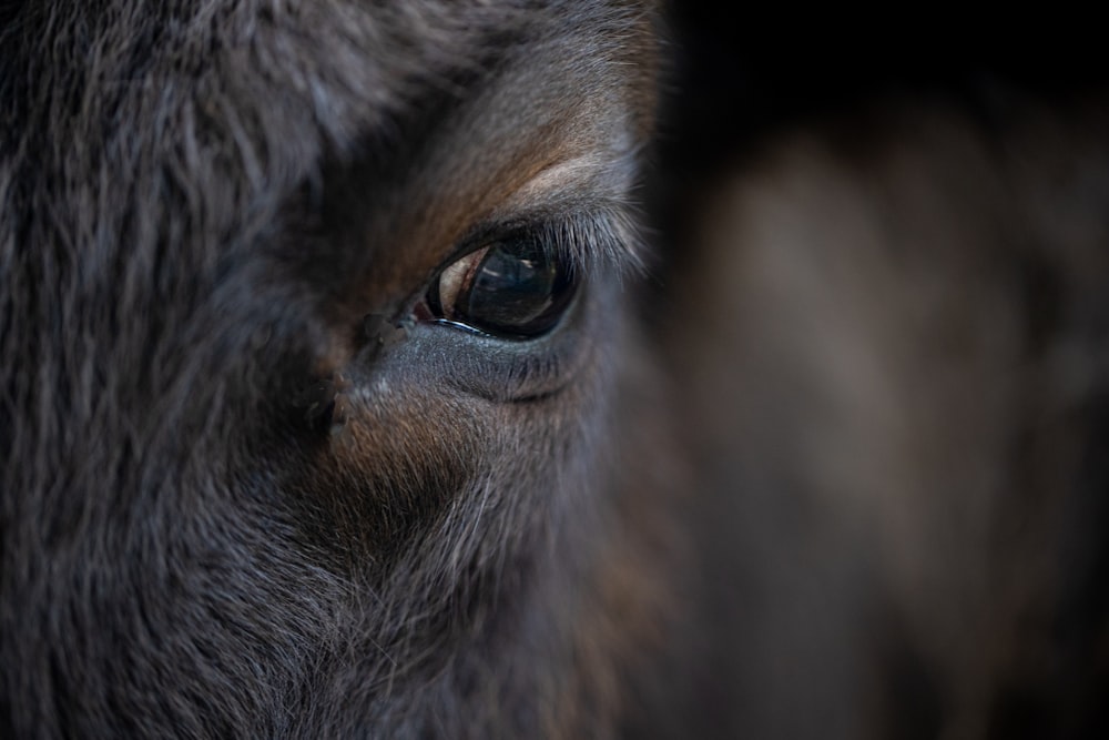 a close up of the eye of a horse