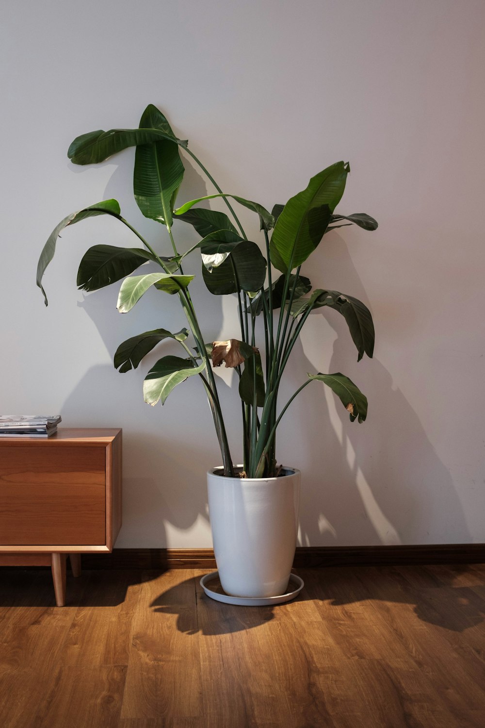 a potted plant sitting on top of a wooden table