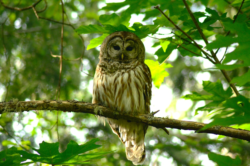 an owl sitting on a branch in a tree