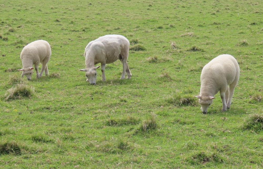 a group of sheep grazing on a lush green field