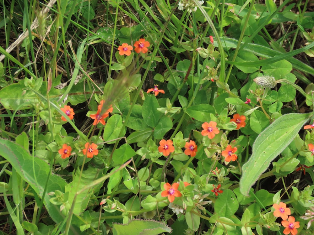 a bunch of red flowers growing in the grass