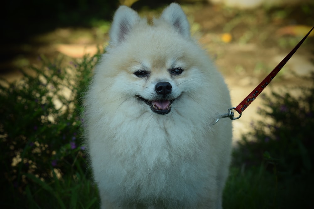 a small white dog with a leash on a leash