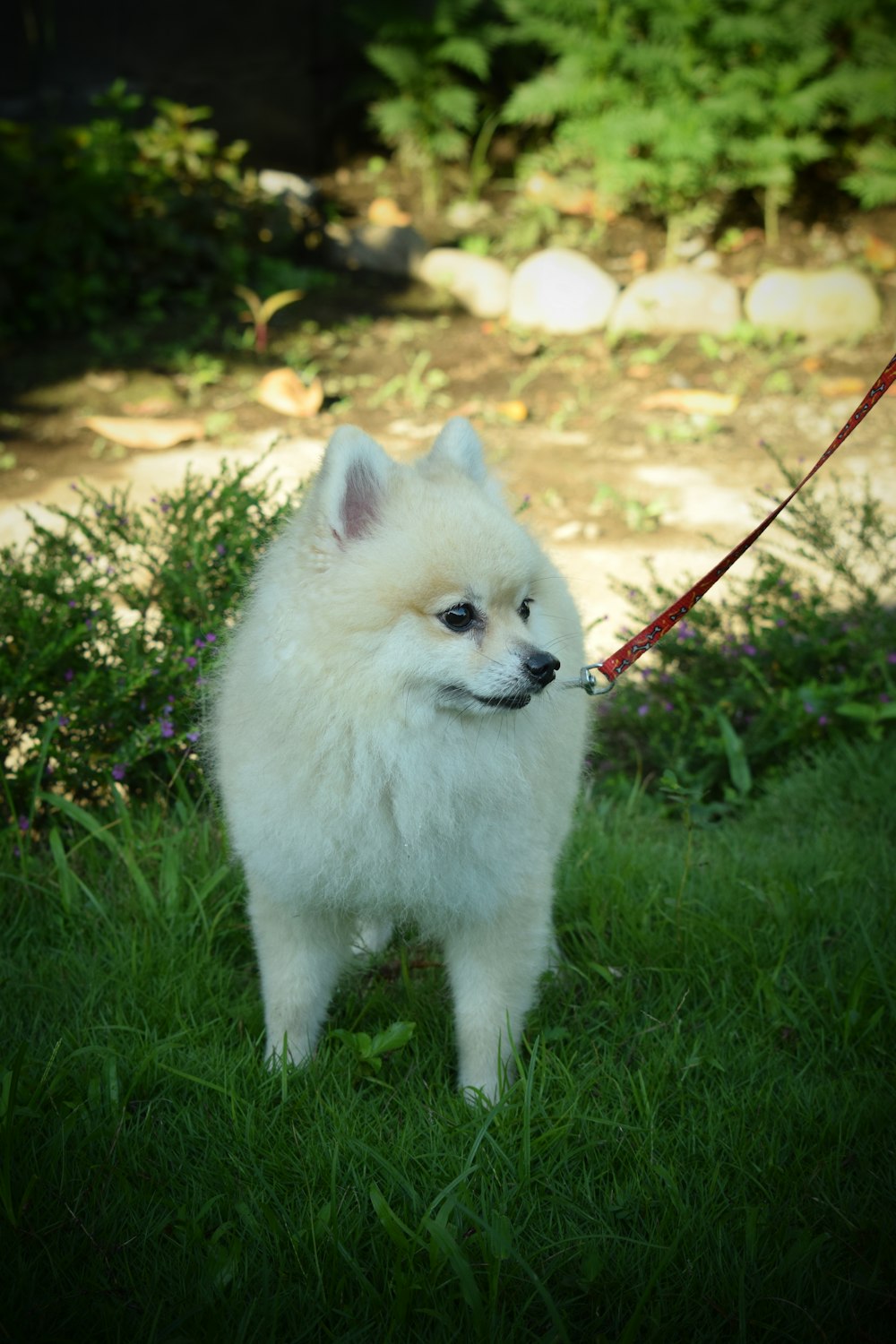 a small white dog standing on top of a lush green field
