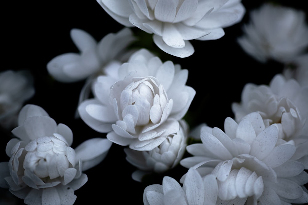 a bunch of white flowers with water droplets on them