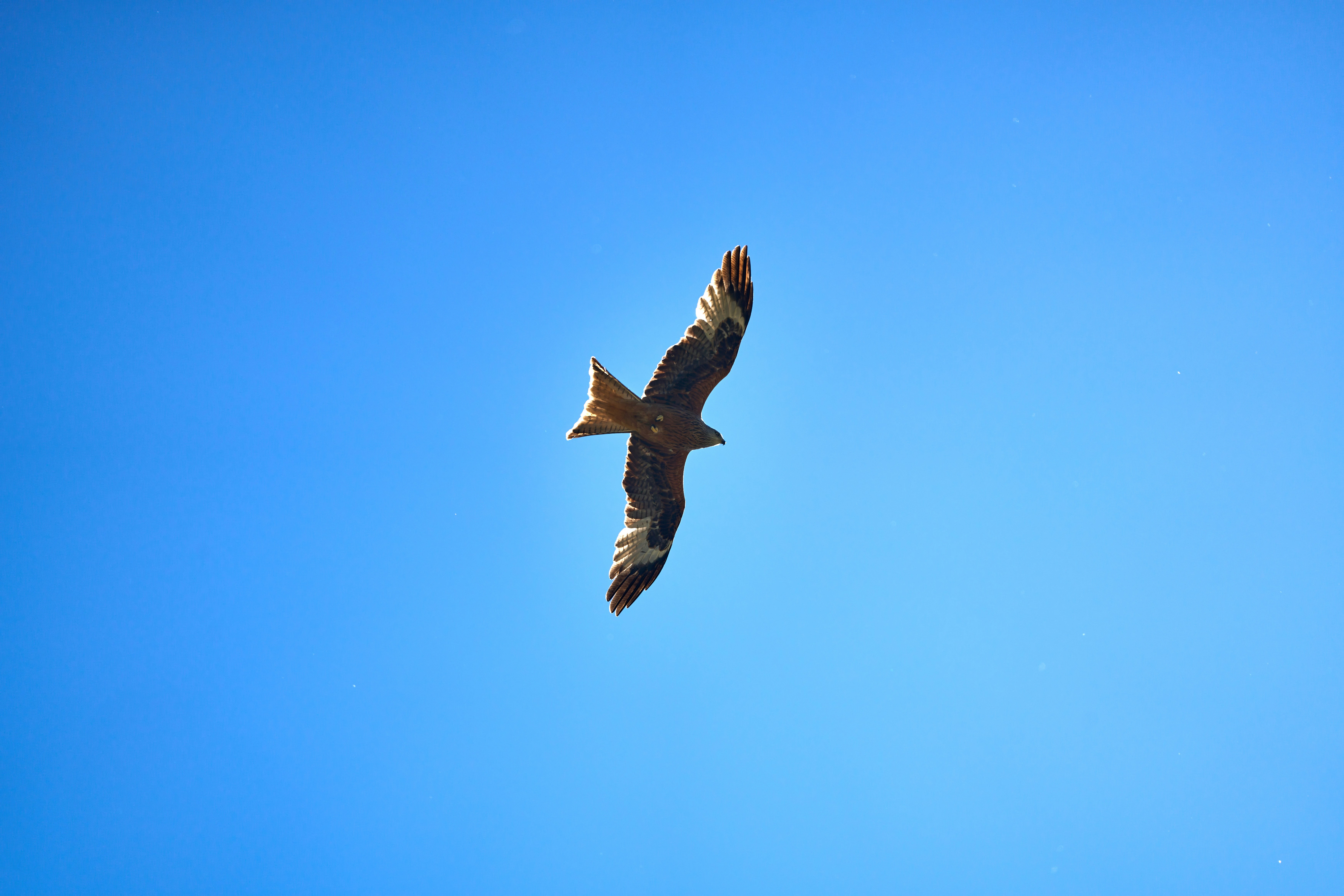 Photo by wolfgang_hasselmann