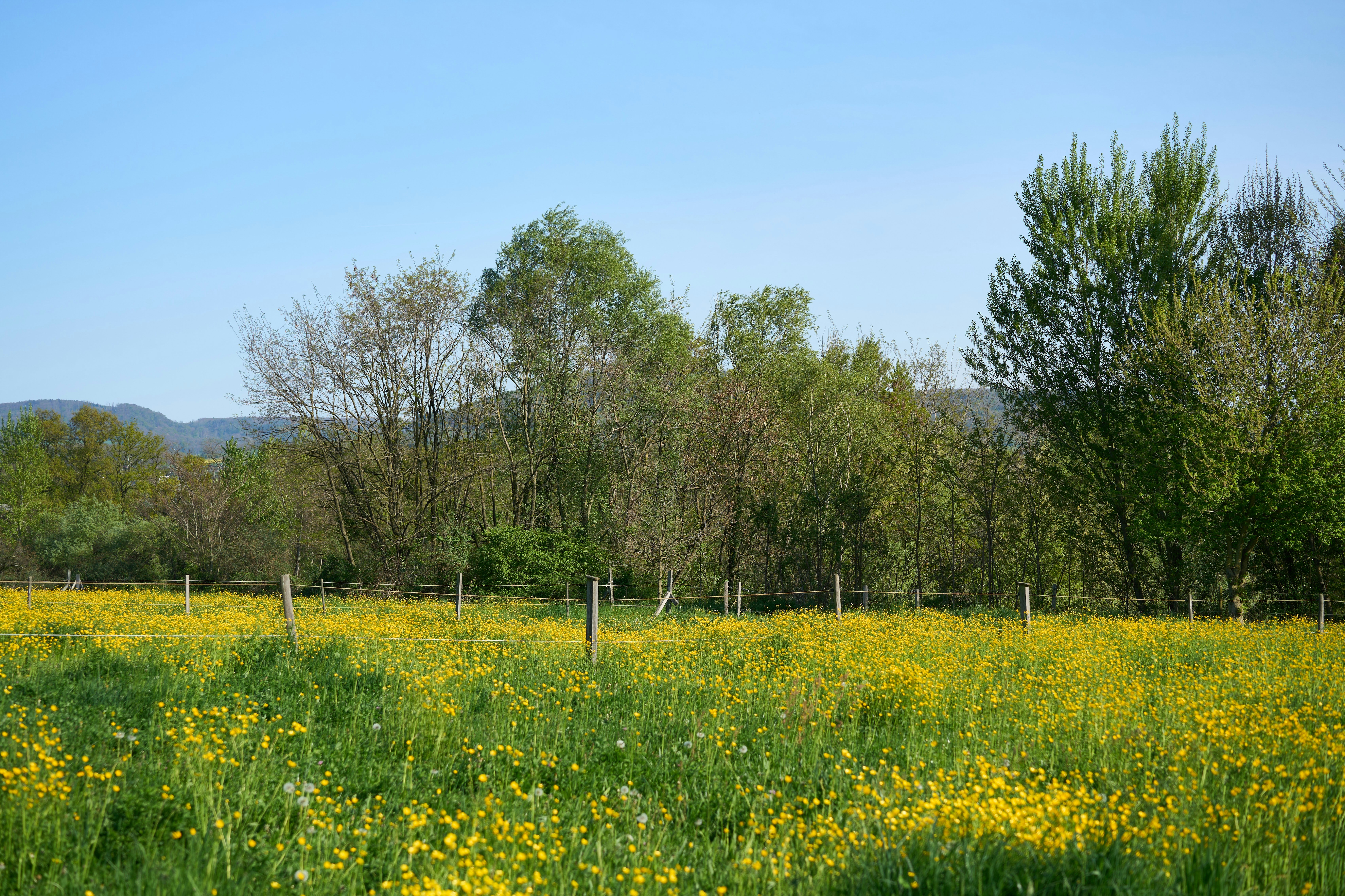 Photo by wolfgang_hasselmann