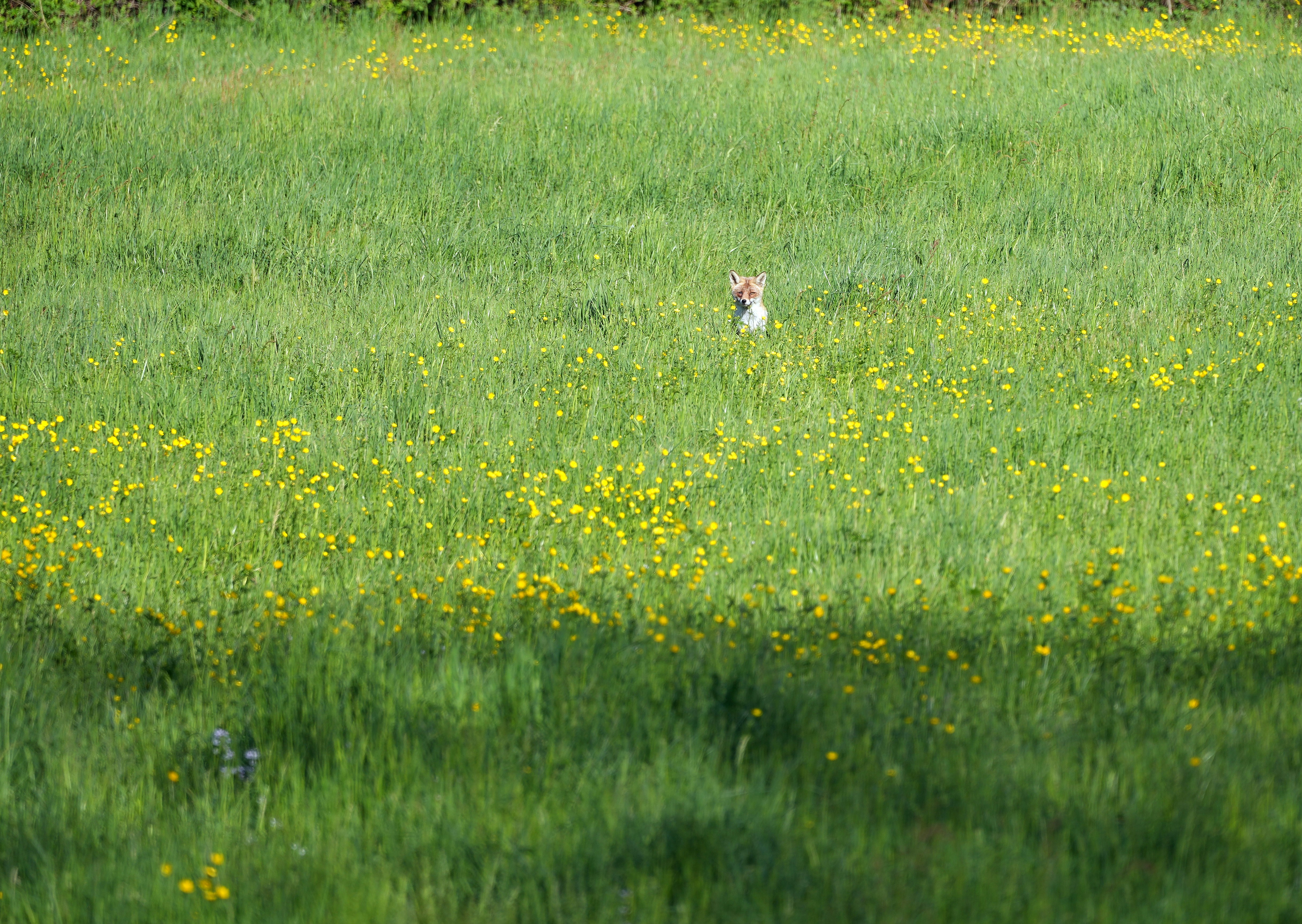 Photo by wolfgang_hasselmann