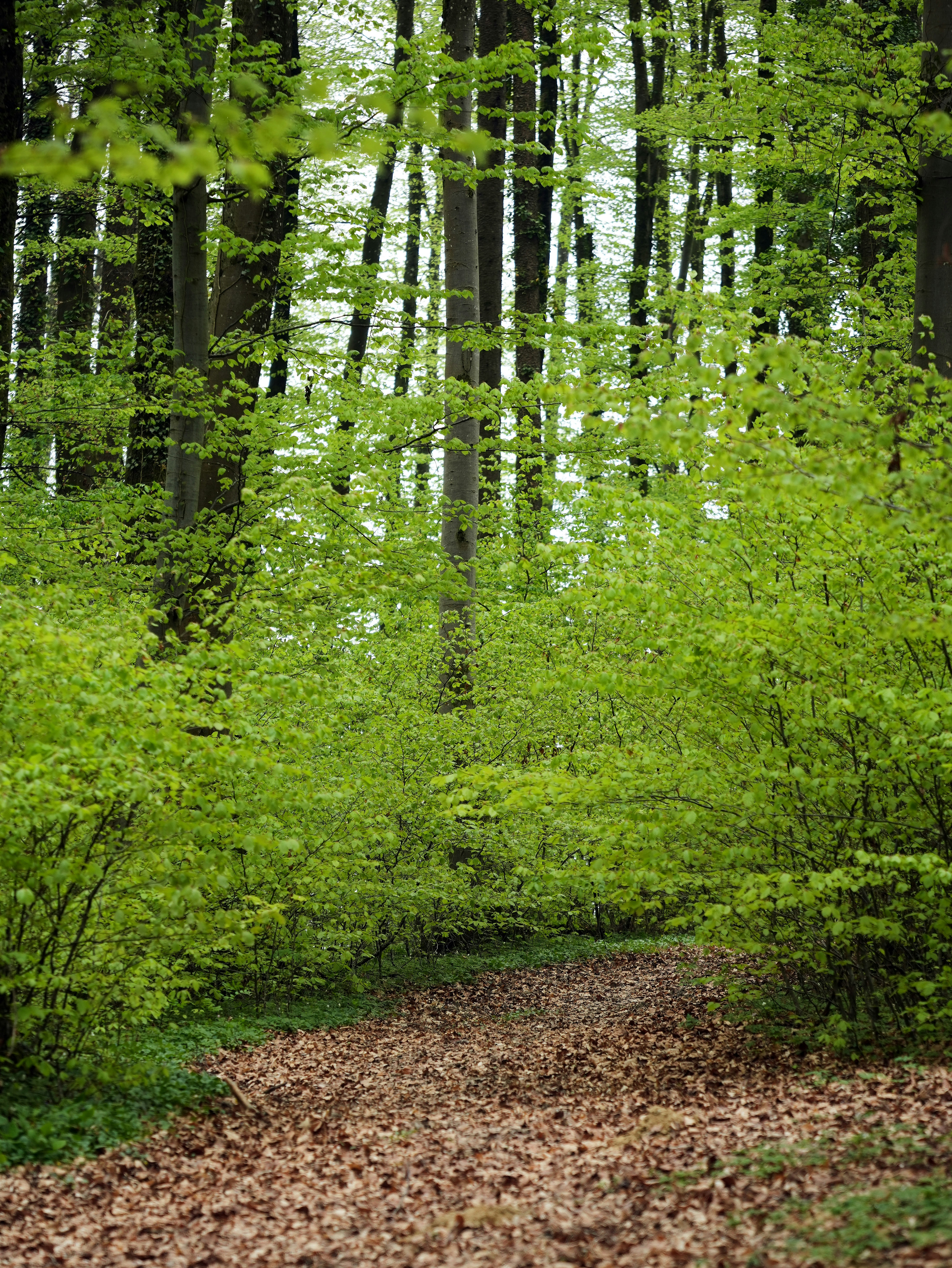 Photo by wolfgang_hasselmann