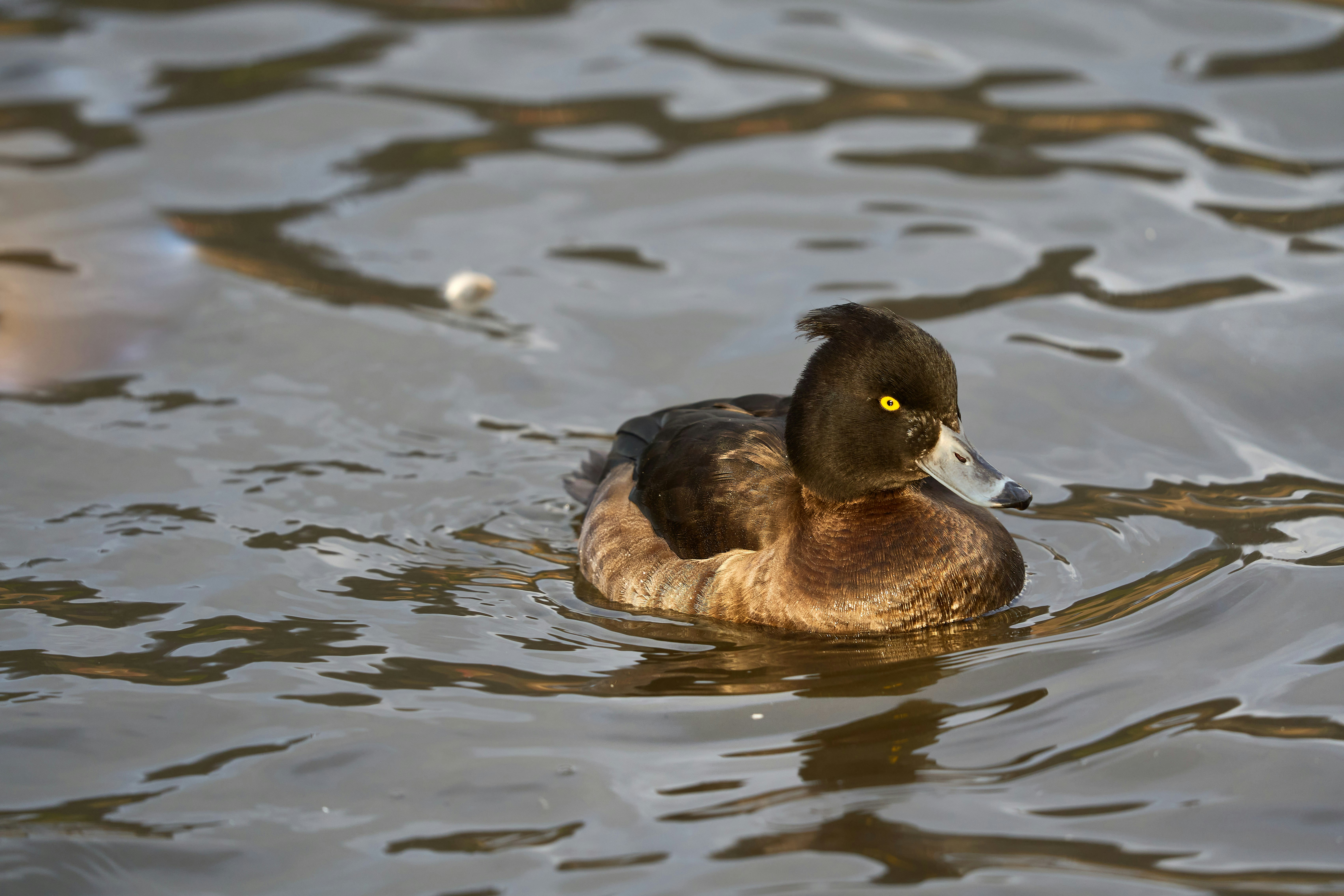 Photo by wolfgang_hasselmann