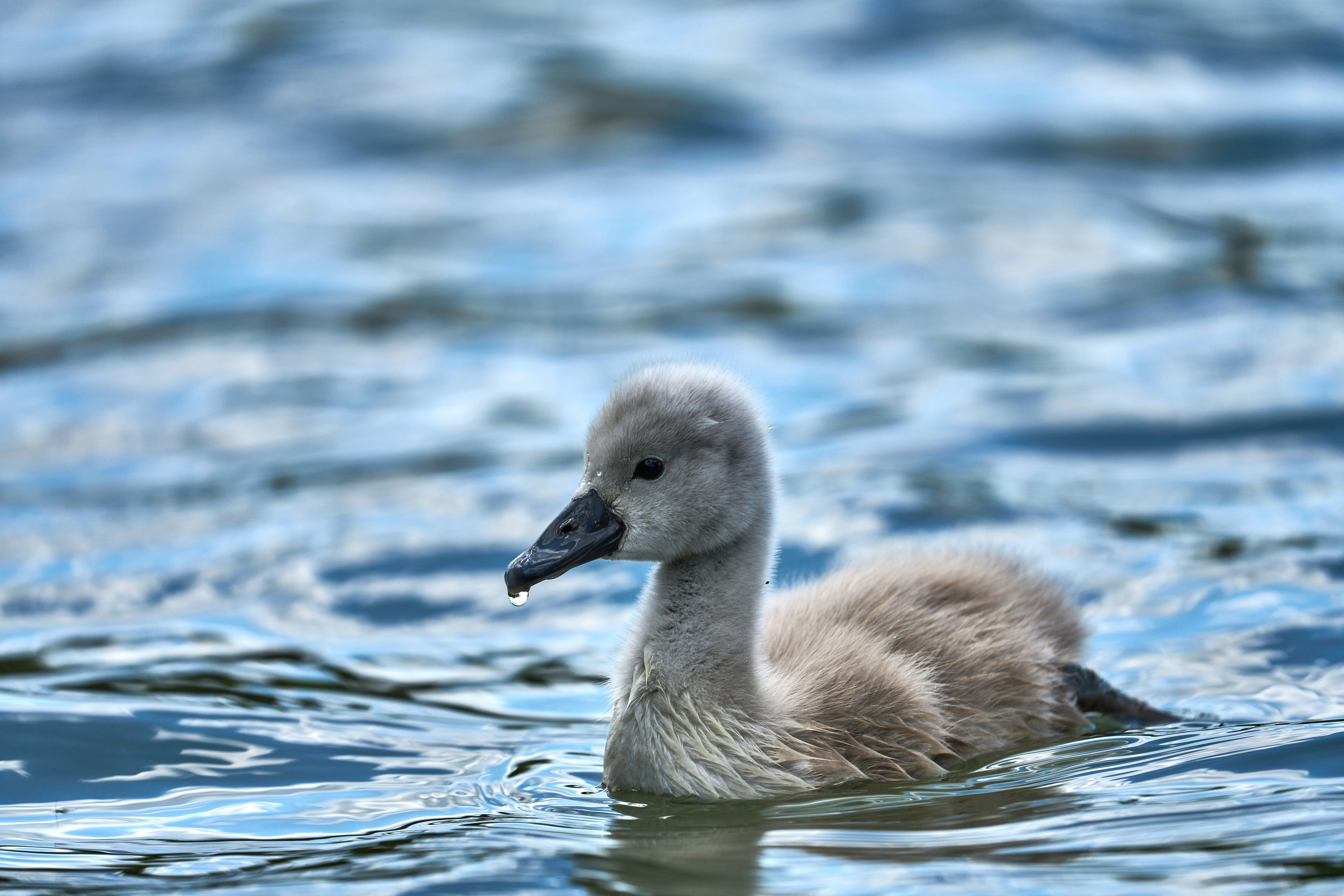 Photo by wolfgang_hasselmann