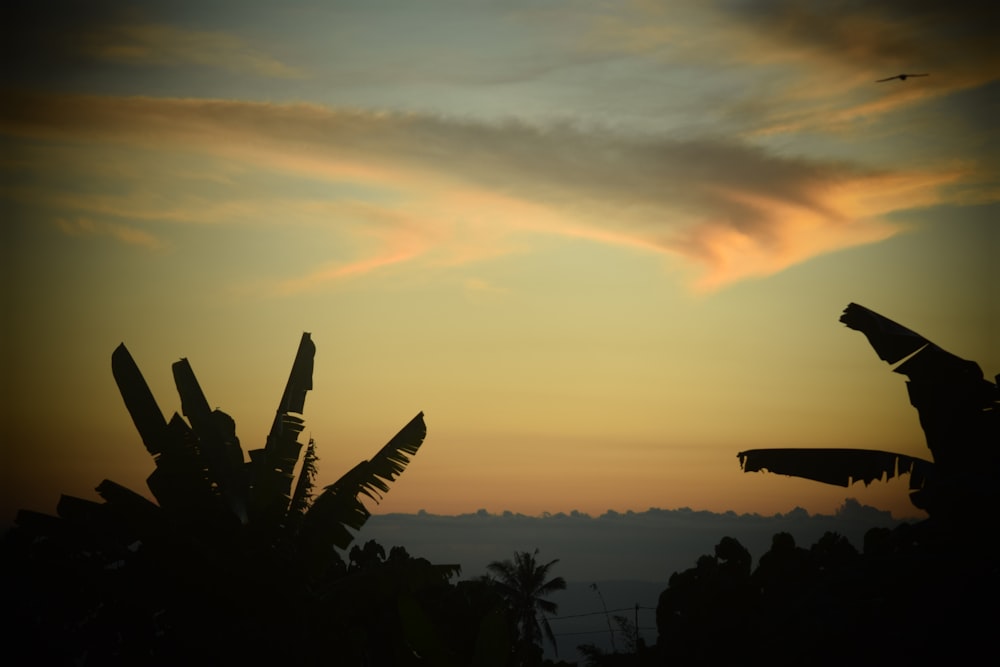 a bird flying in the sky at sunset