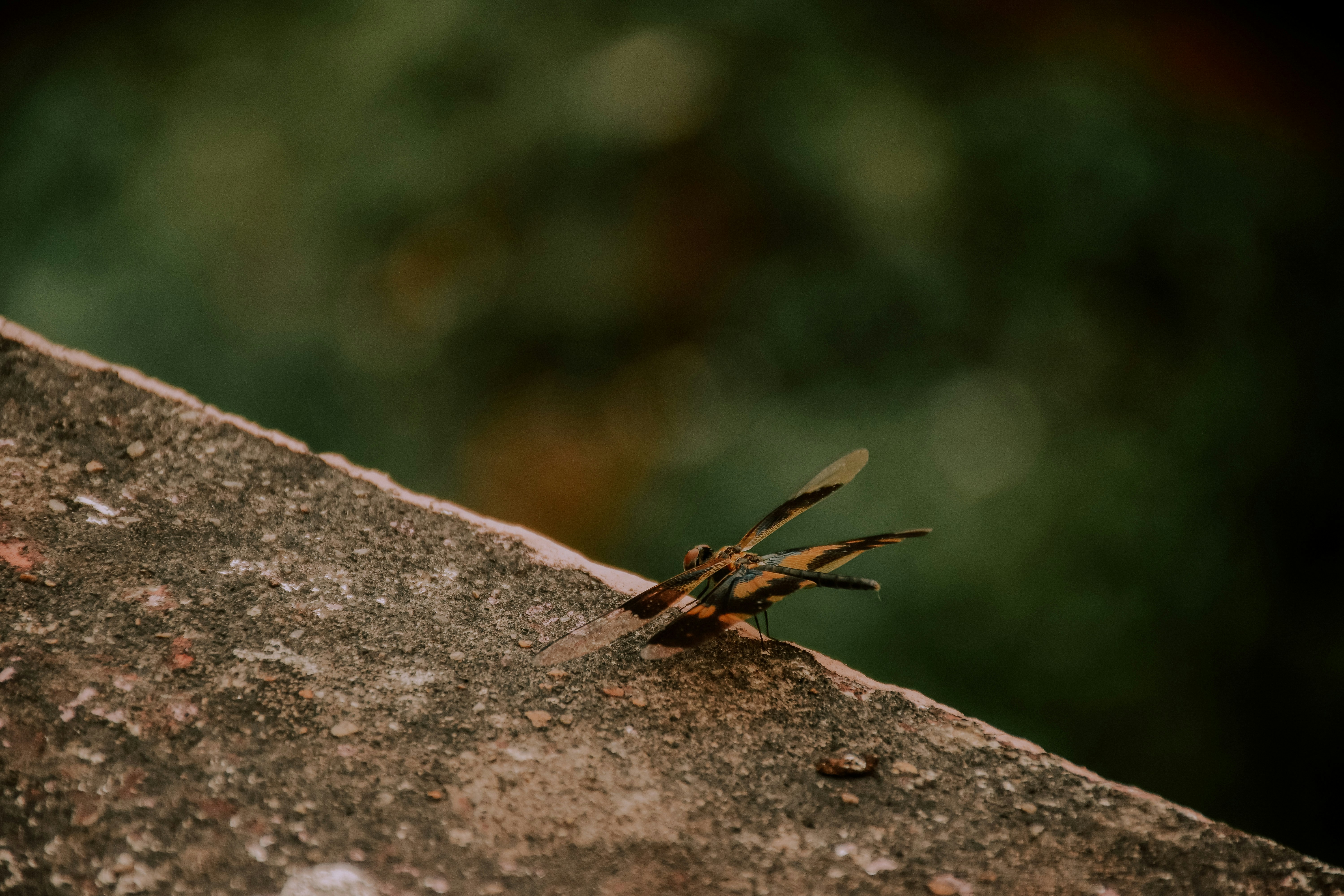 Photo by ankita_clicks