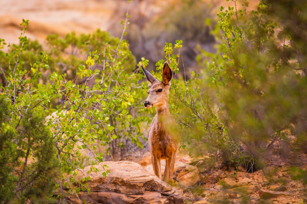 a small deer standing on top of a dirt field