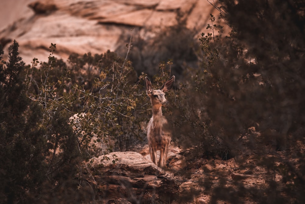 a small deer standing on top of a rocky hillside