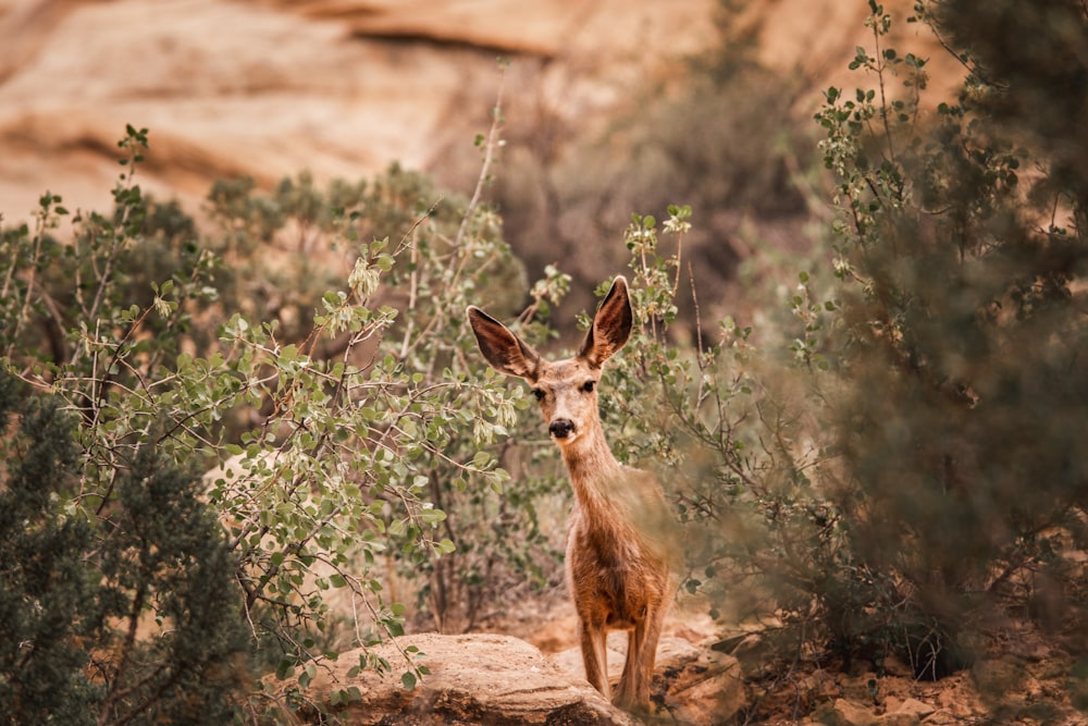 a deer standing in the middle of a forest