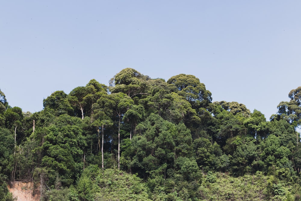 um grupo de árvores que estão em uma colina