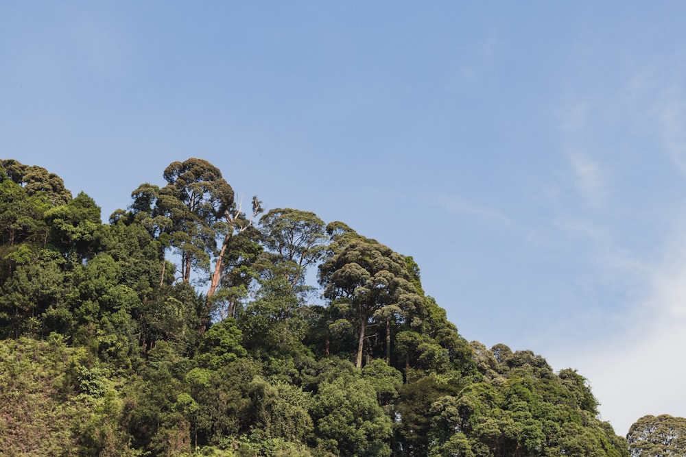 Un grupo de árboles en la ladera de una colina