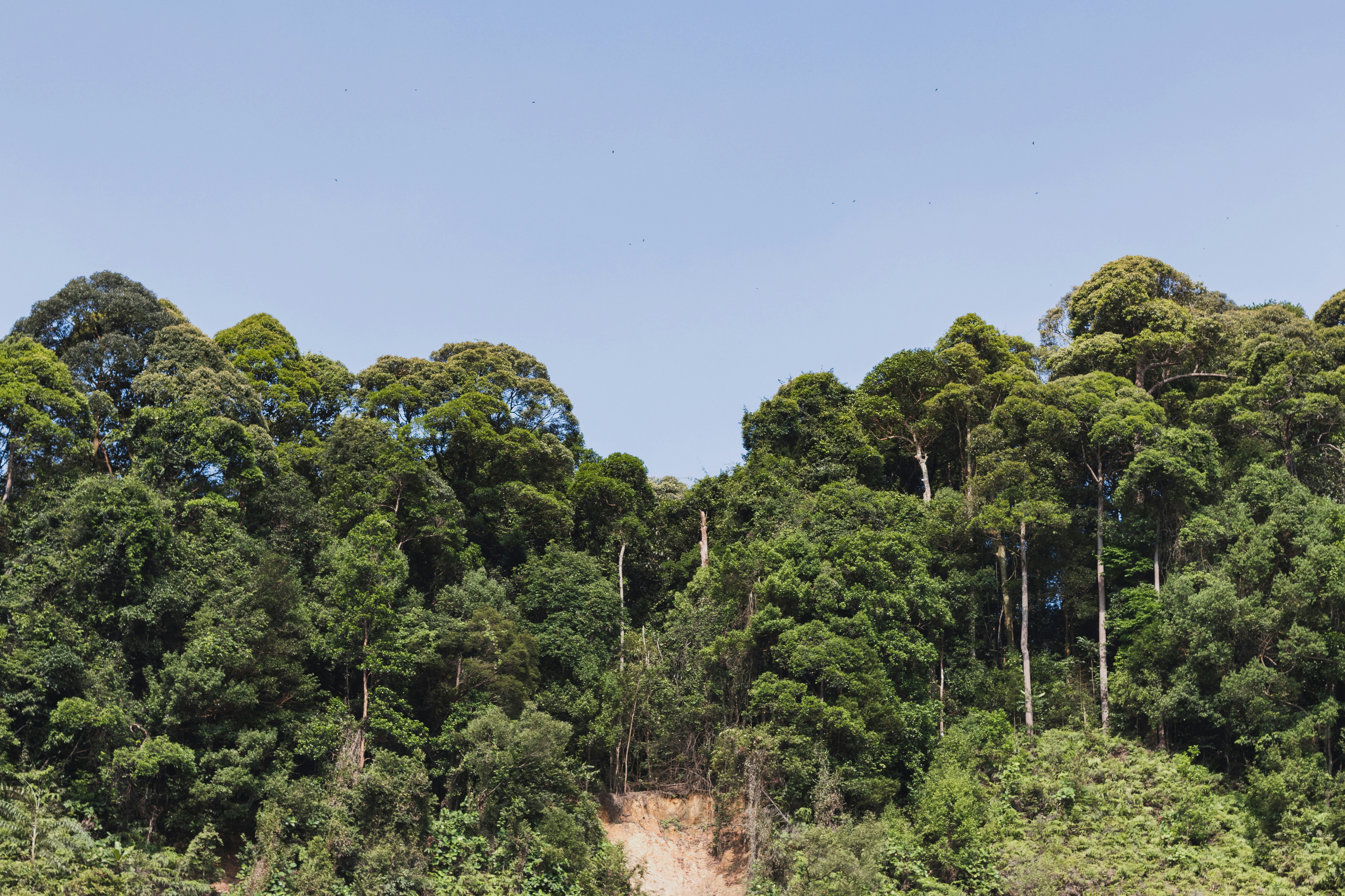 a group of trees in the middle of a forest