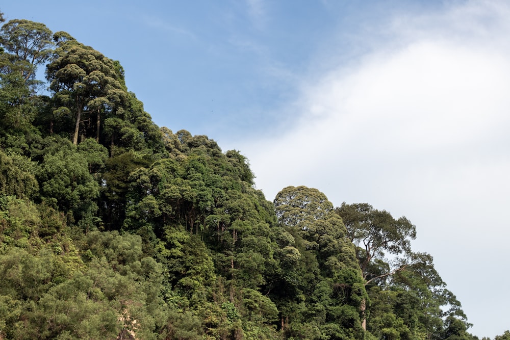 Una colina cubierta de muchos árboles bajo un cielo azul