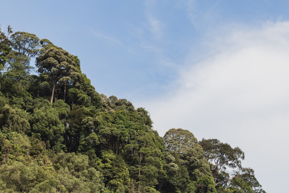 Un grupo de árboles que están en la ladera de una colina