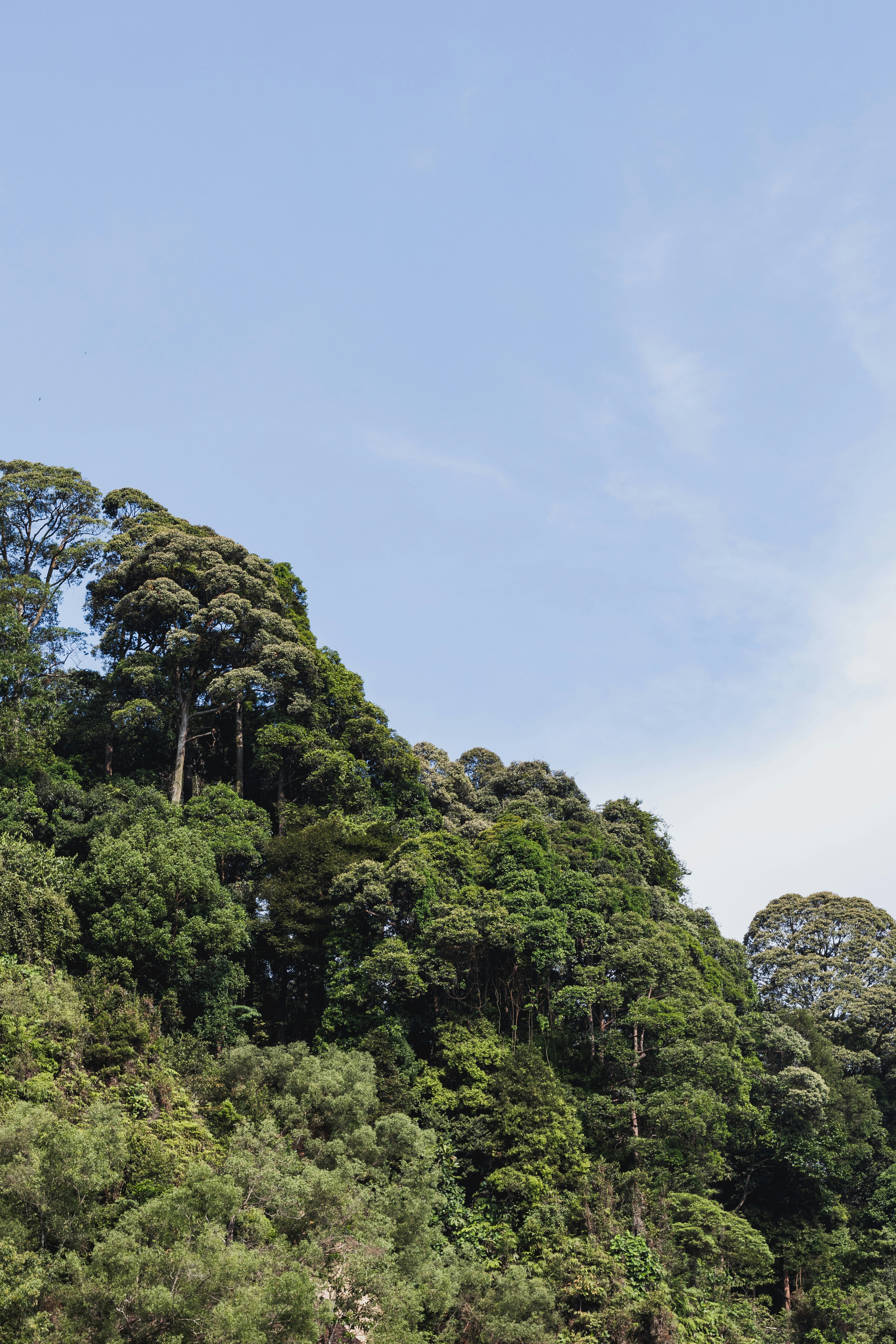 a boat floating on top of a body of water surrounded by trees