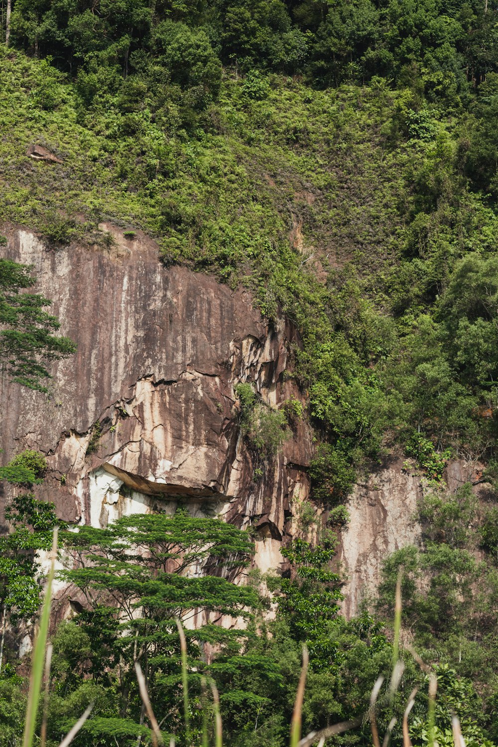 una gran pared rocosa con árboles que crecen en ella