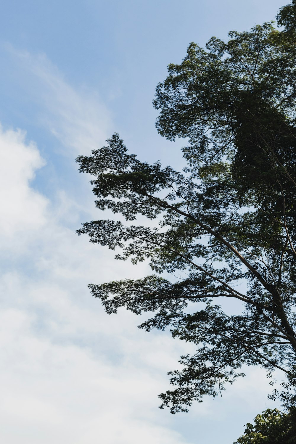 Un árbol alto sentado junto a un exuberante bosque verde