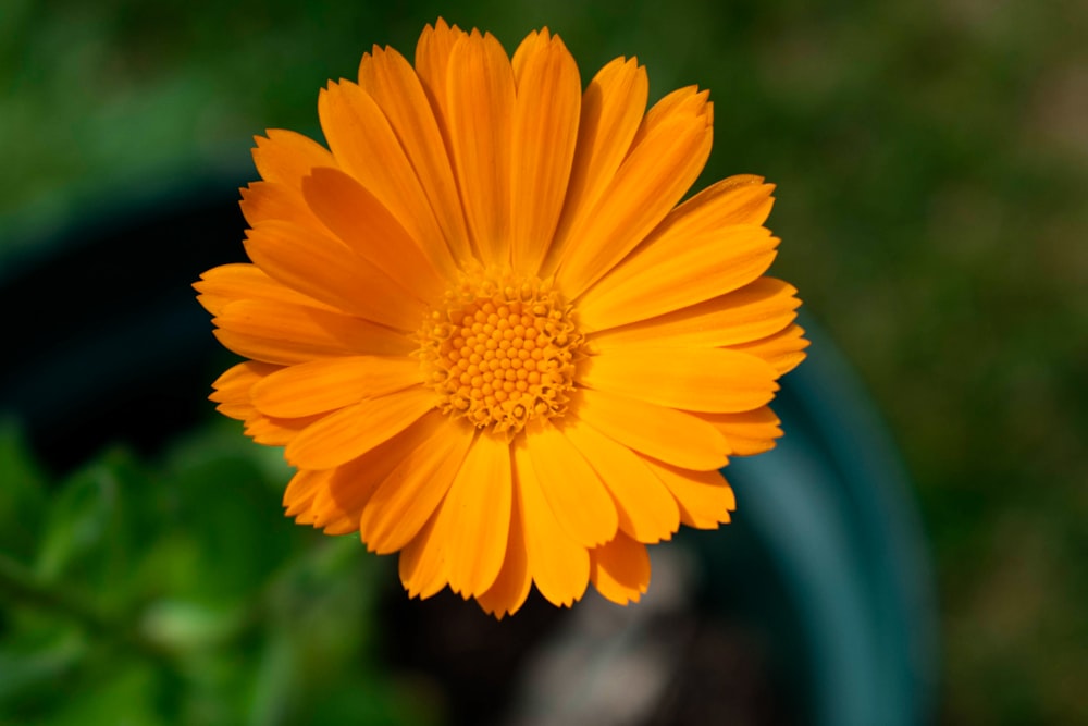 a bright orange flower in a green pot