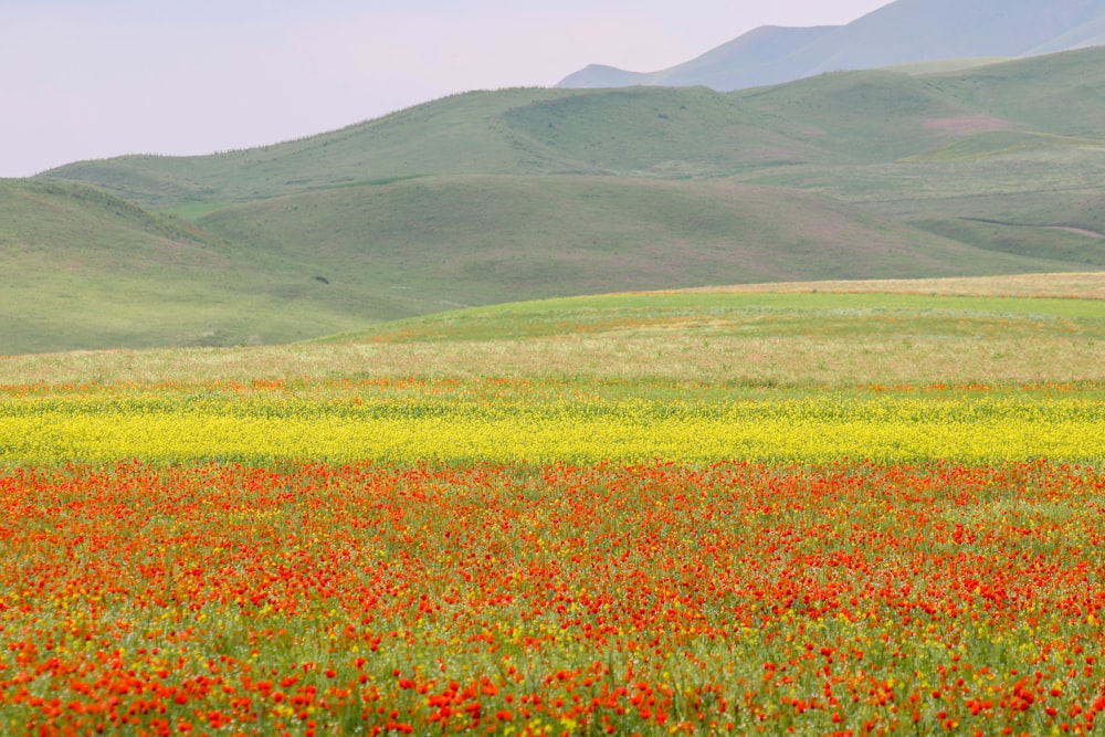 a field of flowers with mountains in the background