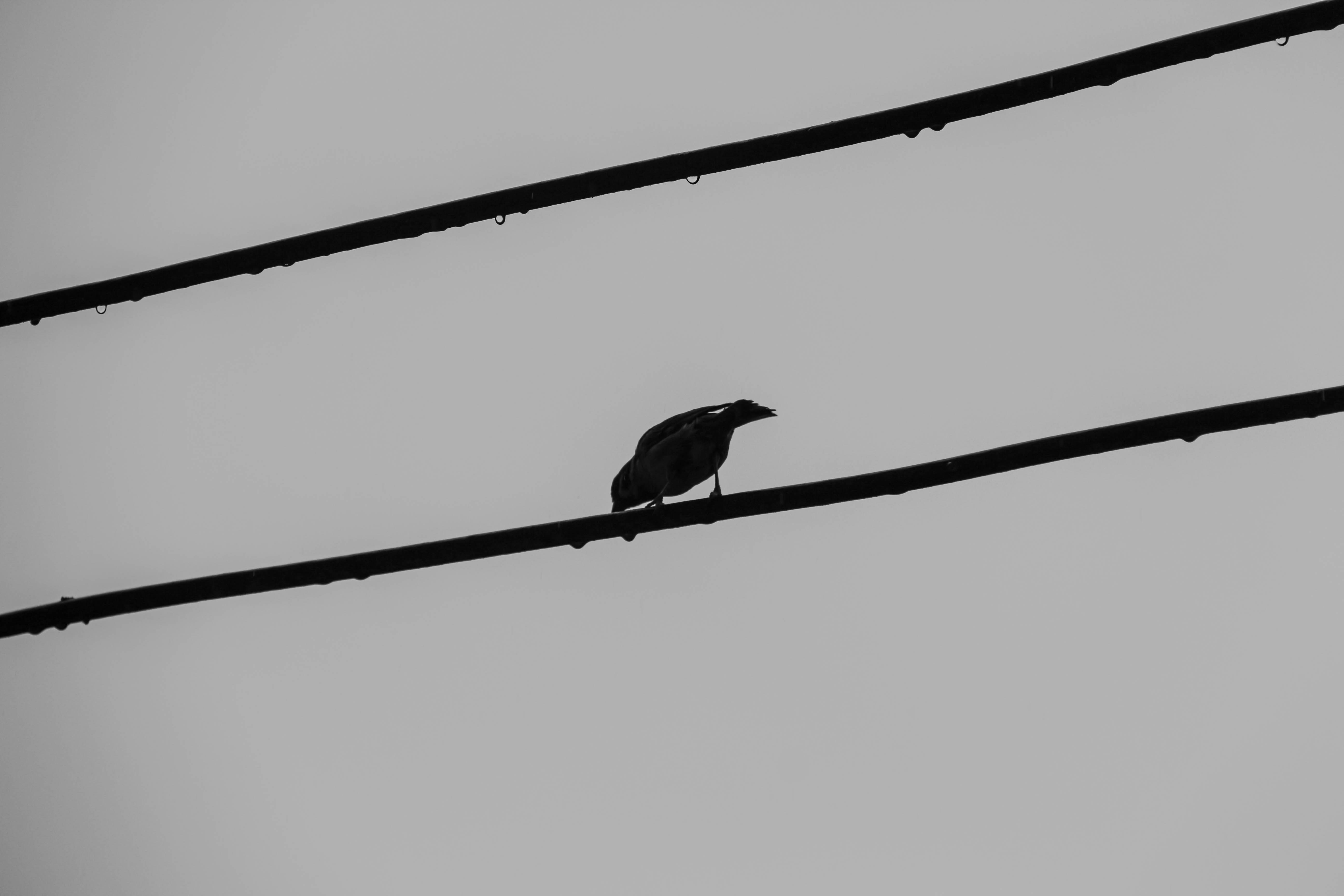 Photo by dlfornothing