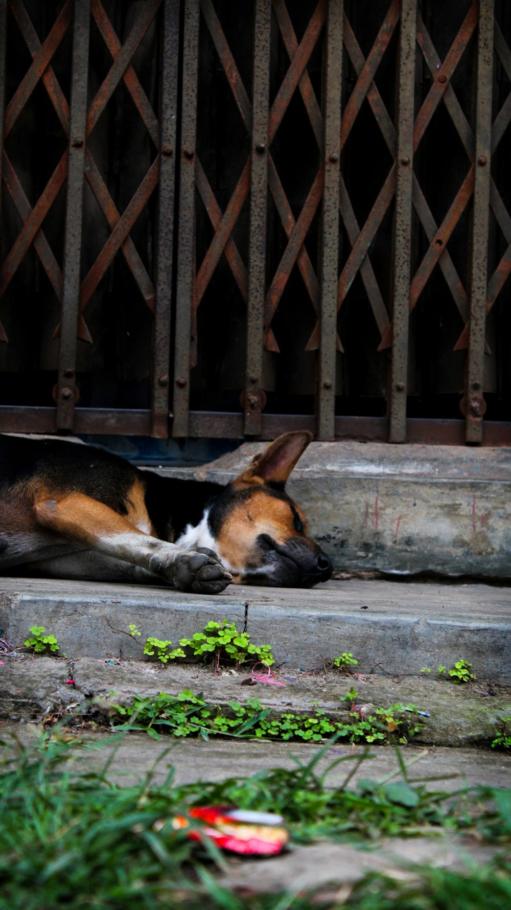 a dog laying on the steps of a building