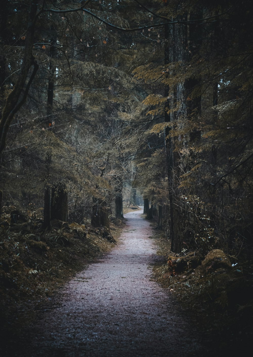 um caminho no meio de uma floresta com muitas árvores