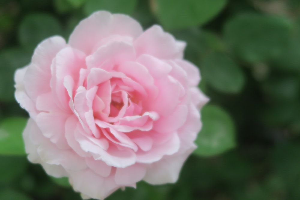 a pink flower with green leaves in the background