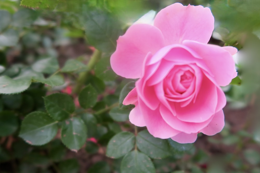 a pink rose is blooming in a garden