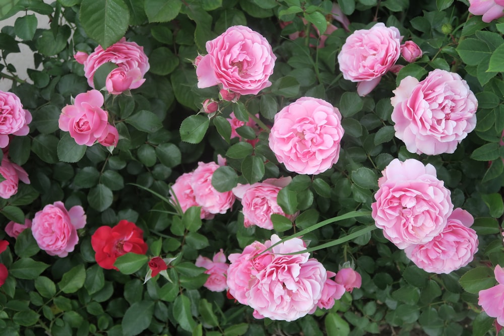 um monte de flores cor-de-rosa e vermelhas em um jardim
