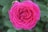 a pink flower with green leaves in the background