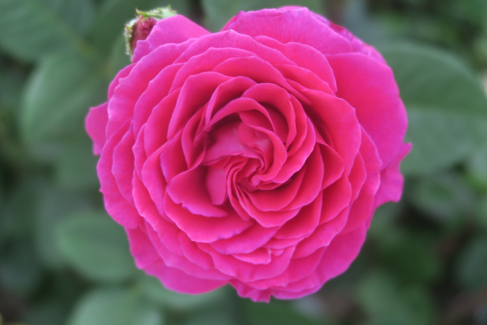 a pink flower with green leaves in the background